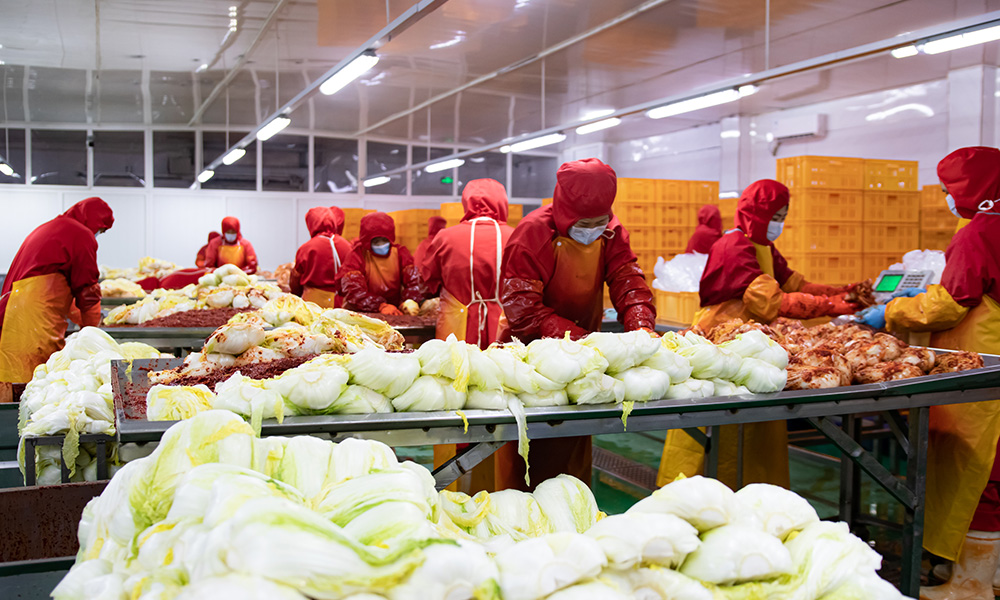 泡菜是什么菌发酵的